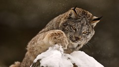Snow Animals lynx