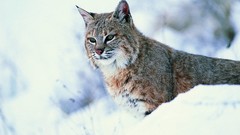 Snow Animals lynx