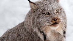 Snow Animals lynx