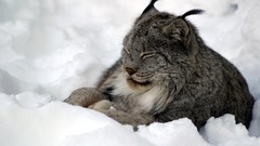 Snow Animals lynx