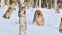 Snow Animals lynx
