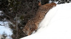 Snow Animals lynx