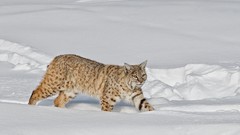 Snow Animals lynx