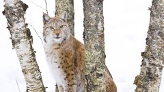 Snow Animals lynx