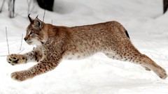 Snow Animals lynx
