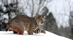 Snow Animals lynx