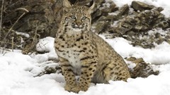 Snow Animals lynx bobcats