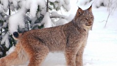 Snow Animals lynx Canadian