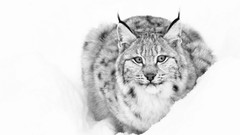 Snow Animals lynx grayscale