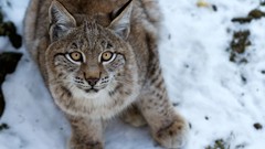 Snow Animals lynx looking up