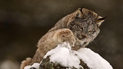 Snow Animals lynx rocks