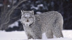 Snow Animals lynx wild animals Canadian