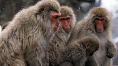 Snow Animals monkeys japanese macaque