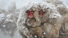 Snow Animals monkeys japanese macaque