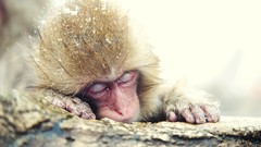 Snow Animals monkeys japanese macaque