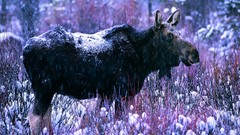 Snow Animals moose