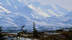 Snow Animals Mountains Landscapes