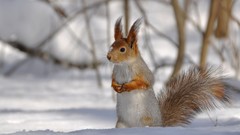 Snow Animals multicolor squirrels blurred background
