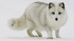 Snow Animals national geographic