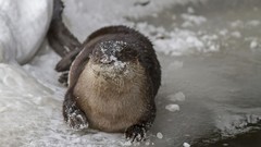 Snow Animals Otters