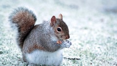 Snow Animals outdoors squirrels