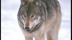 Snow Animals outdoors Wolves