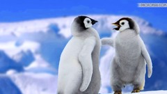 Snow Animals Penguins