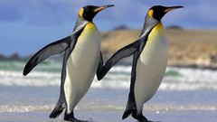 Snow Animals Penguins king Islands