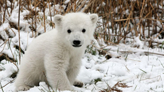 Snow Animals Polar Bears