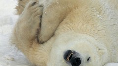 Snow Animals Polar Bears