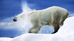 Snow Animals Polar Bears