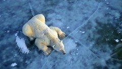 Snow Animals Polar Bears