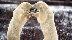 Snow Animals Polar Bears