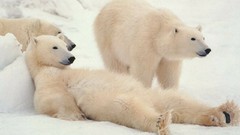 Snow Animals Polar Bears