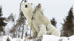 Snow Animals Polar Bears baby animals