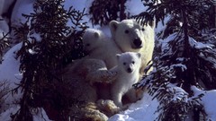 Snow Animals Polar Bears baby animals