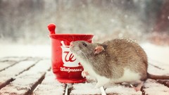 Snow Animals Rats