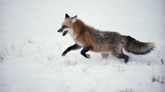 Snow Animals red foxes
