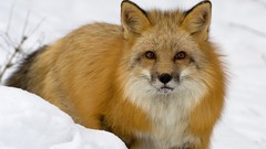 Snow Animals red Montana foxes