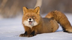 Snow Animals red Russia foxes
