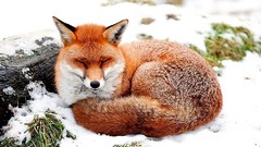 Snow Animals red sleeping foxes