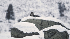 Snow Animals rocks Wolves