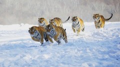 Snow Animals running Tigers