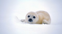 Snow Animals Seals Arctic