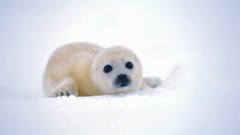 Snow Animals Seals Greenland baby animals