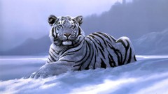 Snow Animals Siberian tiger
