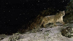 Snow Animals snow leopards