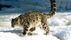 Snow Animals snow leopards