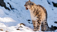Snow Animals snow leopards