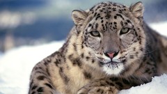 Snow Animals snow leopards